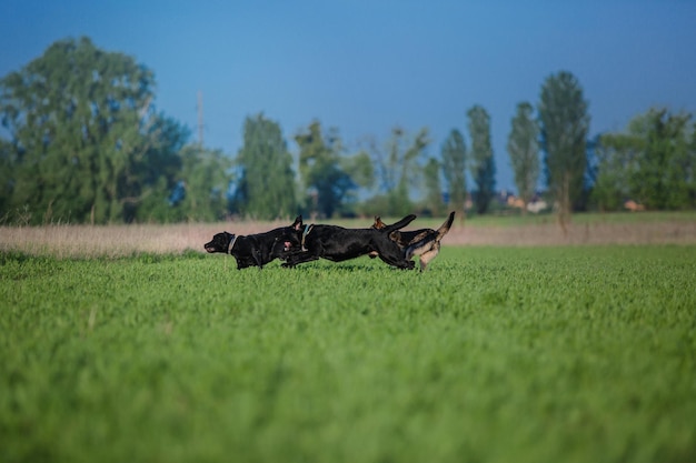 Labrador Retriever Hunderasse auf dem Feld. Hund läuft auf dem grünen Gras. Aktiver Hund im Freien.