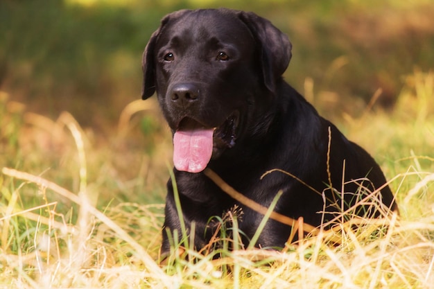 Foto labrador retriever hunderasse auf dem feld. hund läuft auf dem grünen gras. aktiver hund im freien.