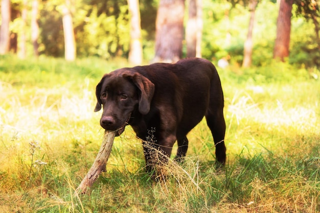 Labrador Retriever Hunderasse auf dem Feld. Hund läuft auf dem grünen Gras. Aktiver Hund im Freien.