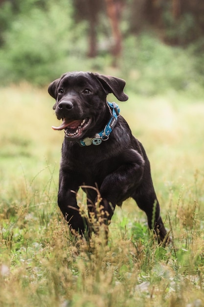 Labrador Retriever Hunderasse auf dem Feld. Hund läuft auf dem grünen Gras. Aktiver Hund im Freien.