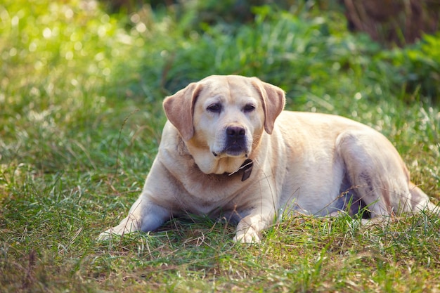 Labrador Retriever liegt auf dem Rasen im Sommergarten