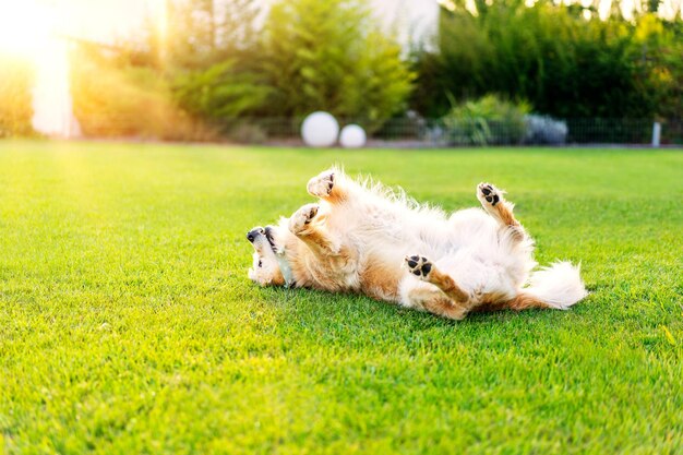 Labrador Retriever liegt auf dem Rücken auf dem Gras und ruht sich in der Abenddämmerung aus