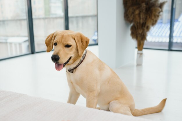 Labrador Retriever liegt zu Hause auf dem Boden