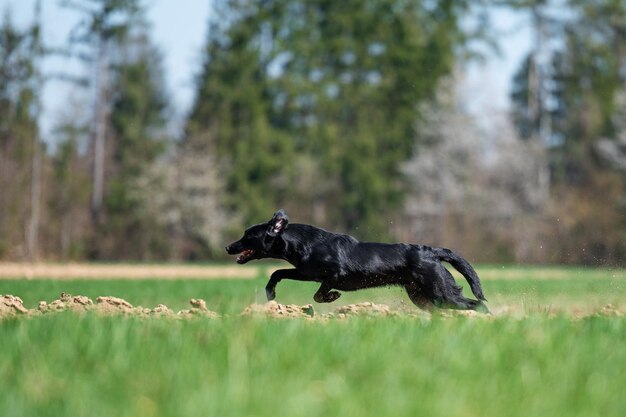 Labrador retriever negro corriendo en un prado