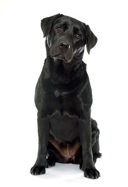 labrador retriever negro hembra