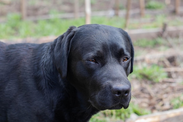 Labrador Retriever negro mira a la cámara