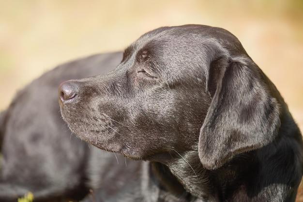 Un labrador retriever negro yace sobre un fondo natural beige en un día soleado El perro está descansando