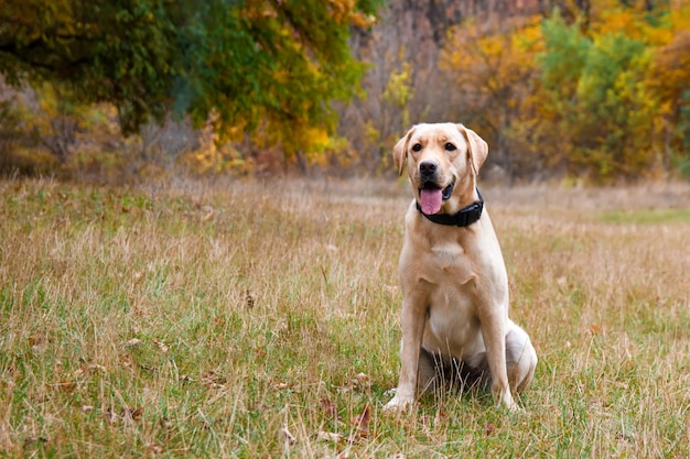 Labrador retriever perro amarillo en el bosque de otoño. Concepto de perro de paseo