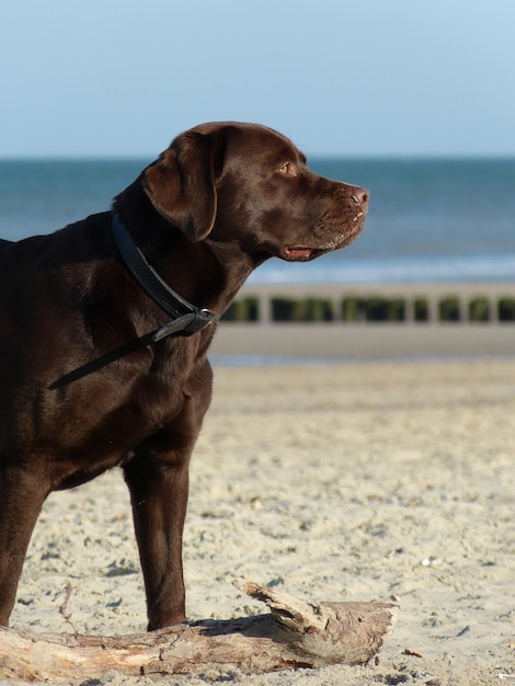 Labrador retriever en la playa