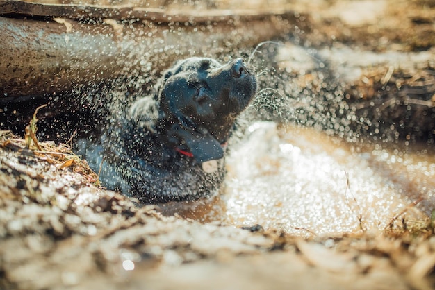 Labrador retriever preto brincando em uma poça de água, molhada e enlameada