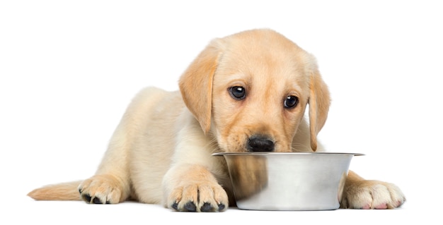 Labrador Retriever Puppy acostado con metálico