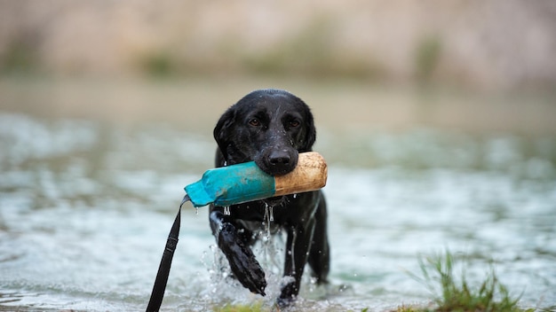 Labrador retriever saliendo del lago con un muñeco en la boca