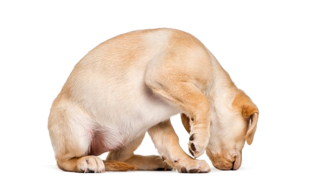 Labrador Retriever schnüffeln, 2 Monate alt, vor weißem Hintergrund