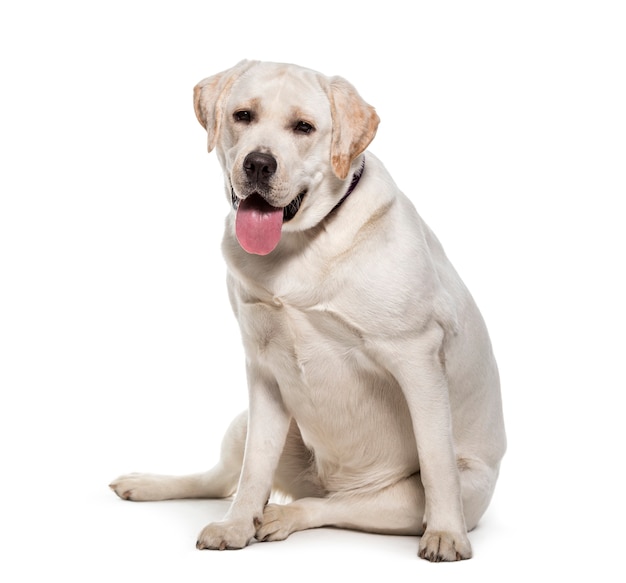 Labrador Retriever sitzen und keuchen