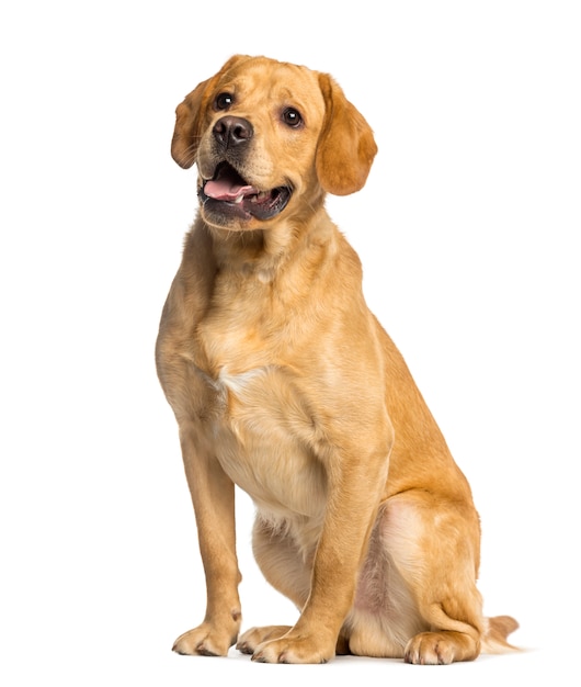 Labrador Retriever, sitzend und keuchend, isoliert