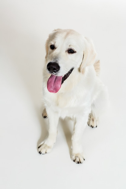 Labrador Retriever sobre un fondo blanco.