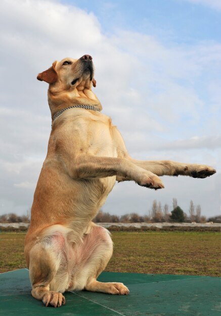 Labrador Retriever spielen