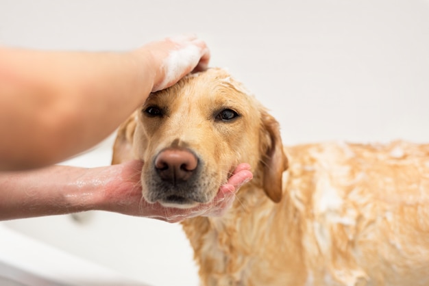 Labrador retriever tomando um banho.