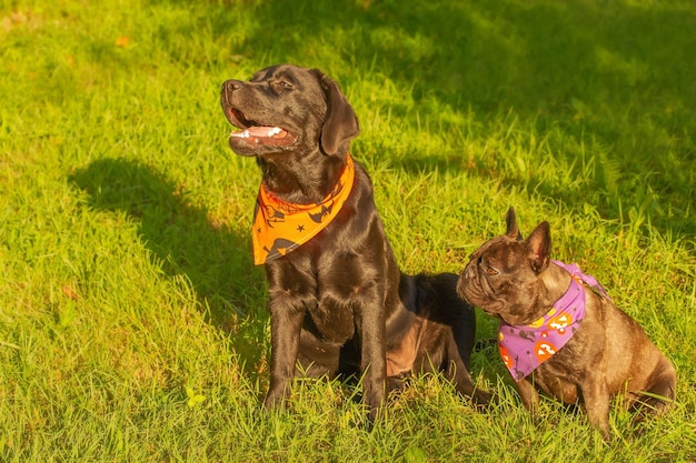 Labrador Retriever und französische Bulldogge sitzen auf dem Rasen Zwei Hunde in einem Bandana für Halloween