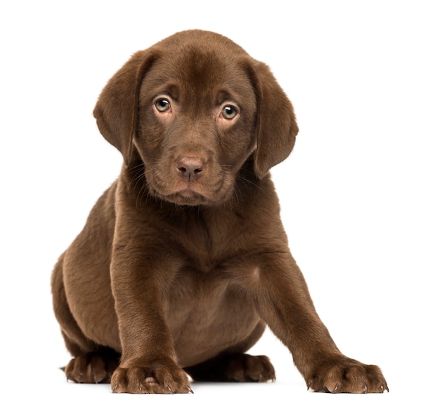 Labrador Retriever Welpe sitzt und schaut