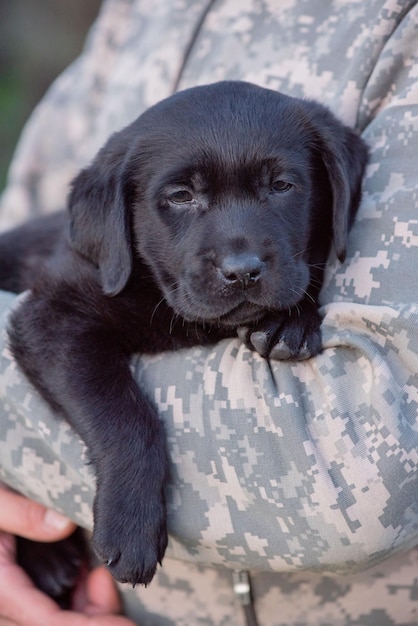 Labrador Retriever Welpe von schwarzer Farbe auf den Händen Weicher Fokus