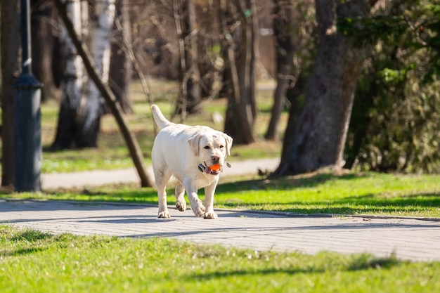 Labrador retriever