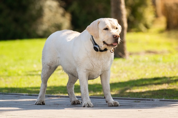 Labrador retriever