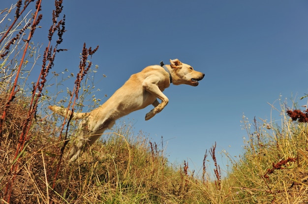 Foto labrador saltador