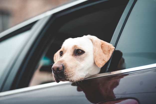 Labrador schaut in das Autofenster