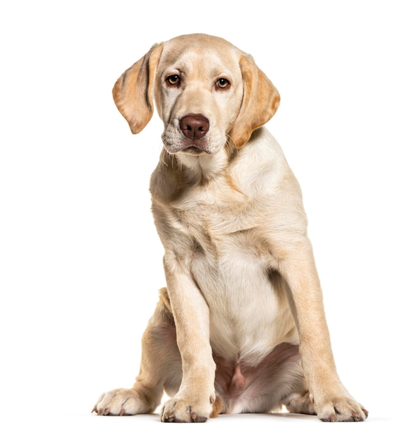 Labrador sentado isolado em branco