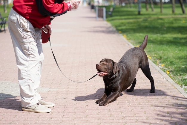 Foto labrador servindo ao seu mestre sênior