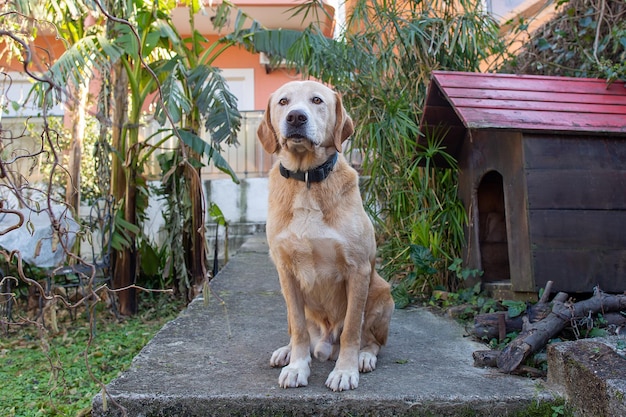 Labrador sitzt auf der Straße neben dem Zwinger