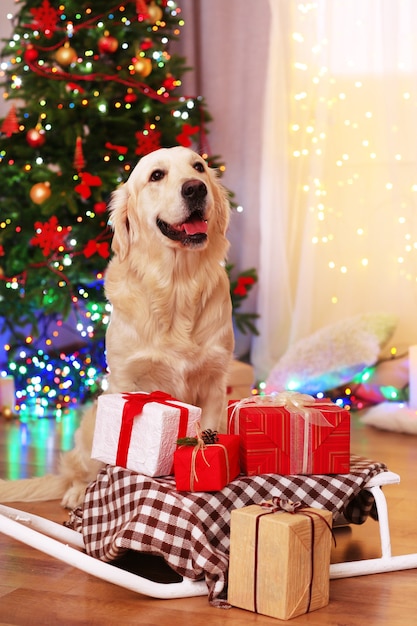 Labrador sitzt in der Nähe von Schlitten mit Geschenkboxen auf Holzboden und Weihnachtsbaumhintergrund