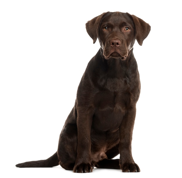 Labrador sitzt vor einer weißen Wand