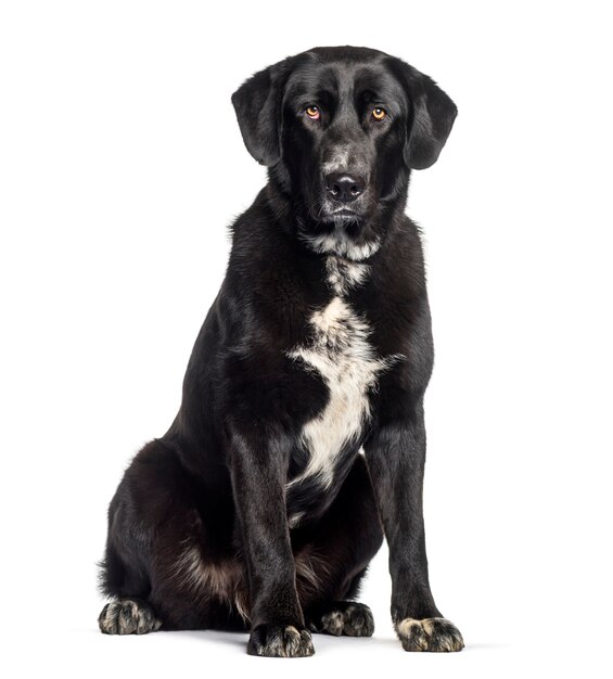 Labrador sitzt vor weißem Hintergrund