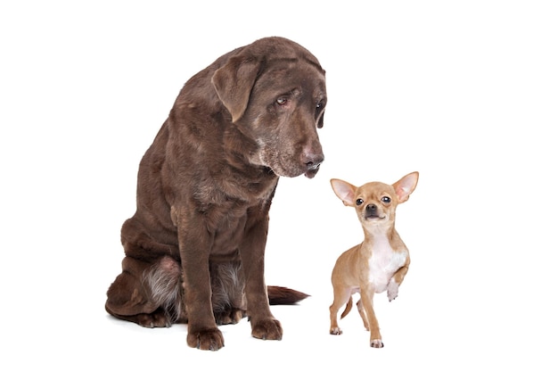 Labrador und Chihuahua