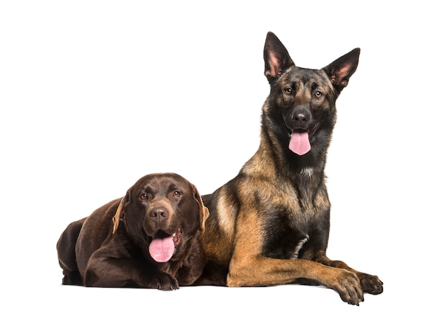 Labrador und Malinois Hunde keuchen