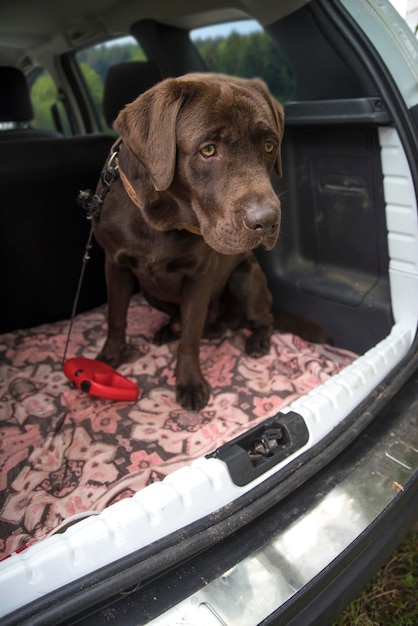 Foto labrador viajando no porta-malas de um carro