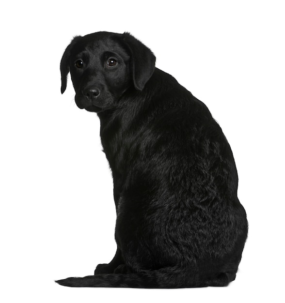 Labrador Welpe, 3 Monate alt. Hundeporträt isoliert