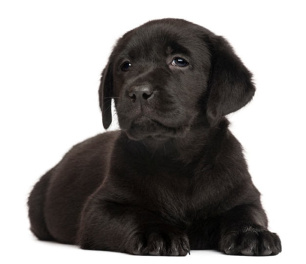 Labrador Welpe, 7 Wochen alt,