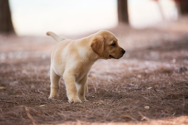 Labrador-Welpe, der in Dschungel geht