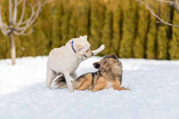 Labrador-Welpe im Spiel hob seine Pfote über den auf dem Schnee liegenden Mischling