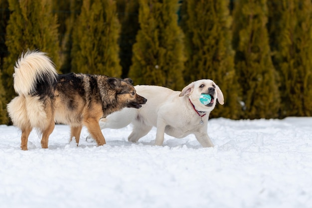 Labrador-Welpe mit geschürzten Ohren hält einen Ball in seinen Zähnen und läuft von einem Mischling weg