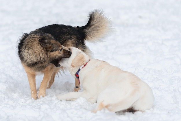 Un labrador yace en la nieve y un mestizo se para junto a él con la boca abierta.
