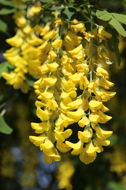 Laburnum anagyroides Bobovnik anagyroides oder Goldener Regen