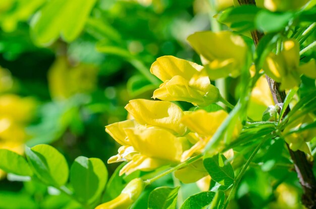 Laburnum anagyroides flores amarelas. Acácia amarela em flor com folhas em fundo verde. Flores de acácia em galho longo. Close, foco seletivo