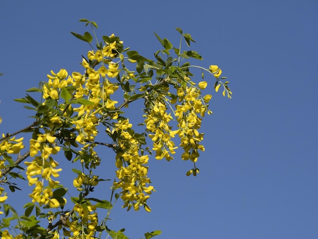 Laburnum gelbe Blume