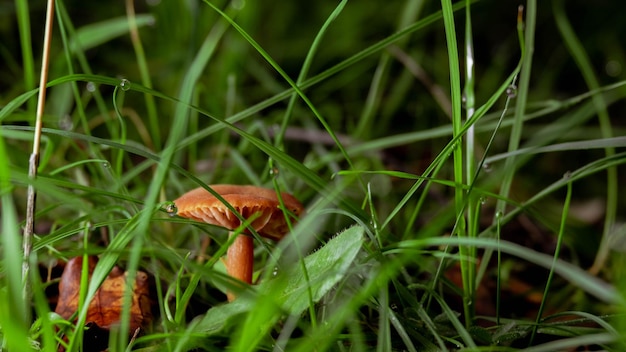 Laccaria laccata en un bosque desde la vista del gusano