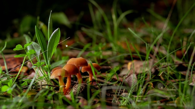 Laccaria laccata in einem Wald aus der Froschperspektive