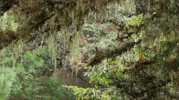 Lace liquen musgo colgando brumoso brumoso bosque árboles hada misterioso bosque ee.uu.